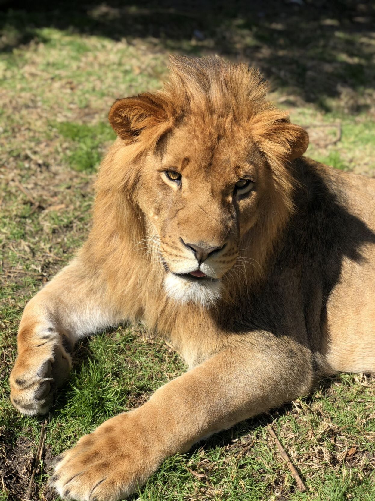 Cain, an African lion at Six Flags Discovery Kingdom